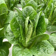 100 Benih Selada Green Romaine Bibit Sayuran Selada Lettuce Romaine Hijau Sayur Known You Seed