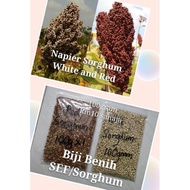 [[READY STOCK ]] Biji Benih SEF/Sorghum, wheat, Barley, Oat /Arnab, guinea pig, kura2, hamster, tern