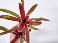 現在很粉之積水鳳梨板植│陽台植物│喜光植物│觀葉植物