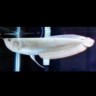 ikan arwana silver red sz 20 cm