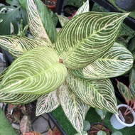 Tanaman Aglaonema Aglonema Golden Hope indukan Rossette besar Rare