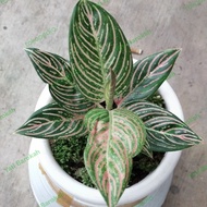 aglaonema golden hope