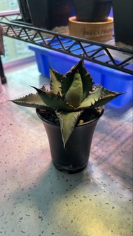黑火焰 龍舌蘭 側芽