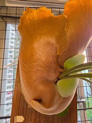 鹿角蕨連木板