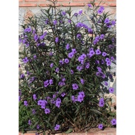 Pokok Purple Ruellia dalam polybag