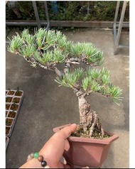 日本大阪老桩五葉松