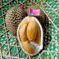 Pokok Durian D2/Anak Pokok Limited Edition