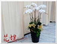 台北市信義區網路花店~哀悼追思懷念~典雅白色蝴蝶蘭花