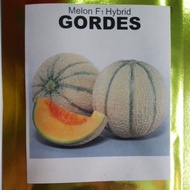 10 seeds Benih Rock Melon Sakata Gordes F1 Hybrid repack rockmelon