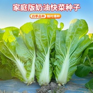Four Seasons Cream Cabbage Seeds Cabbage Seeds Cabbage Seeds Cabbage Seeds Cabbage Instant Cabbage S