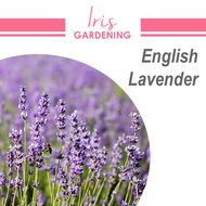 [50pcs] Lavender seeds, English Lavender, Iris Gardening