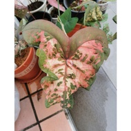 Baby Caladium Keladi Butterfly