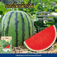 10Biji Benih Tembikai Madu MAGNUM F1 Hybrid / Watermelon Magnun F1 Hybrid / Tembikai Madu / Cap Chia