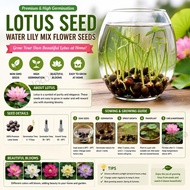 🔥Ready Stock🔥 Bowl Lotus Seed Water Lily Mix Flower Seeds Bonsai Pot Garden Plant Dwarf Benih Lotus