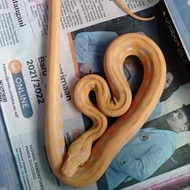 Retic tiger lavender albino