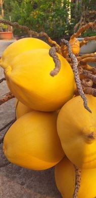 Giống Dừa malaysia trái vàng nước ngọt