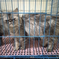 kucing persia peaknose betina