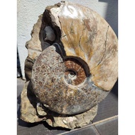 斑彩螺菊花螺原石包客制化底座 Ammonite Original Fossil Ore