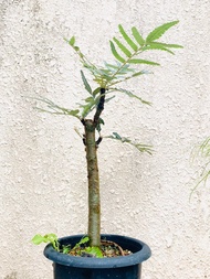 艾朗乳香 綠葉 Boswellia elongata