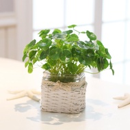 Small money leaf green plant lotus leaf small lotus leaf feel small lotus leaf high simulation plant