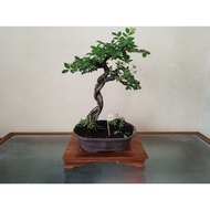 Bonsai Table, Decorative Table, Small Table, Bonsai Mame Small Size Plant Table