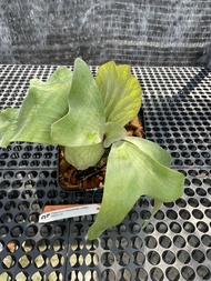 Augustfame - Platycerium Elephantotis x Ellisii / Staghorn / Tanduk rusa