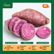 Ubi Ungu Jepang Murasaki - Ubi Ungu Berkualitas 1 Kg