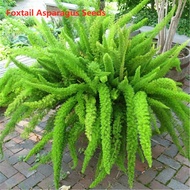 Foxtail Asparagus Foxtail Wuzhu Perennial Evergreen Herbs Potted Flowers Home Garden Air Purifying Decorative Plants