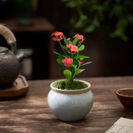 Miniature Tiger Thorn Plum Flower Potted Begonia Plant Indoor Desktop Plant Heat Resistant Easy to G