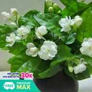 Cây hoa nhài ta - lài ta (ảnh thật số 2) cao 50 -60 cm