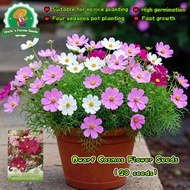 20pcs Mixed Dwarf Cosmos Seeds for Planting Indoor Cosmos Flower Seeds Flowering Plants Seeds Galsan
