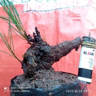 bonsai cemara udang bonggolan RT8151