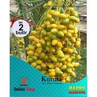 GG 2butir bibit biji benih taman buah kurma Kl 1 Hibrid Thailand