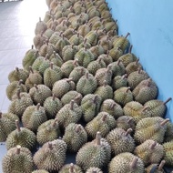 Ready Durian Montong Utuh Bulat Fresh Premium Ready ya kak