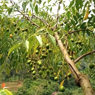 Termurah - 10 Gram Bibit Benih Buah Mimba