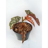 Begonia aconitifolia begonia murah TERMURAH