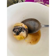 1 pcs Balut egg / telur embrio original atau spicy