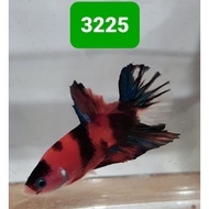 3225  Cupang Halfmoon Multicolor Plakat