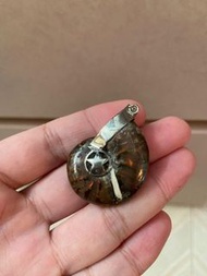 斑彩螺吊墜  化石 菊石