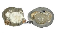 [意者來訊] 中新世 二鬮層 結核 顆粒靜蟹 螃蟹化石~~陰陽模 (公母模) (大溪內柵)
