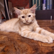 Lepas Adopsi Kucing Persia Kitten Orange Imut 