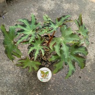tanaman hias begonia heracleifolia / begonia bintang / begonia