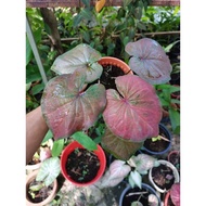 AB Nursery - Thai Caladium Hybrid (Merah)