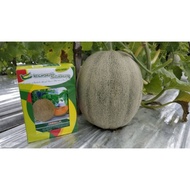 Melon Hibrida Quinza f1 20gr Original Rock Melon Melon Orange Murah!!