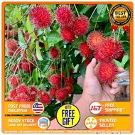 Pokok rambutan anak sekolah (hybrid🇹🇭)-cepat berbuah