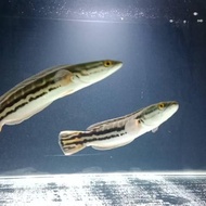 Ikan Toman Channa Micropeltes Ikan Hias Ikan Predator Limited Stock!!