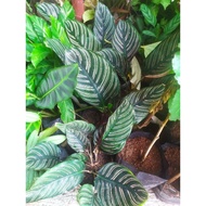 ✺✐┇Calathea | Prayer plants Uprooted calathea Albertii | calathea zebrina| calathea trio star