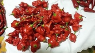 Bishop Crown Pepper Seeds+ Growing Guide :Package Seeds Only