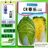 廣良春樂早熟黃心大白菜種子娃娃菜春夏秋冬四季播黃心白菜蔬菜種