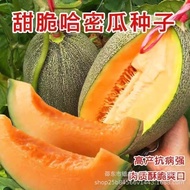Cantaloupe Seeds Cantaloupe Melon Seeds Frontier Melon Seeds Seasonal Seeds Four Seasons Thin Skin V